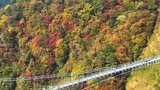 空中散歩で紅葉狩り 九重“夢”大吊橋一帯が色づく 眼下に絶景広がる 大分 | 大分のニュース|OBS NEWS|大分放送