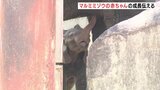 「安産…赤ちゃんは立っていた」マルミミゾウの赤ちゃんの成長の様子も　安佐動物公園でイベント　絶滅危惧のゾウについて知ってもらおうと　広島|TBS NEWS DIG