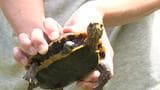 右前足切断のリュウキュウヤマガメ 回復し故郷の森へ | 沖縄のニュース|RBC 琉球放送