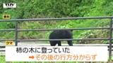 柿の木に登るクマや親子とみられる2頭のクマも...県内でクマの目撃相次ぐ(山形) | 山形のニュース│TUYテレビユー山形