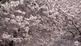 春爛漫 花見宴(はなみ うたげ)油彩画展 | 青森のニュース│ATV NEWS│青森テレビ