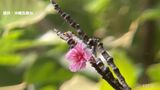 那覇で“サクラサク” 平年より早い開花 | 沖縄のニュース|RBC 琉球放送