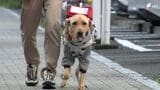 「サポート役だけでなく人生のパートナーとして」年々減少する『盲導犬』育成現場に多くの課題 補うのはボランティアの支え【現場から、】 | 静岡のニュース | SBSNEWS | 静岡放送