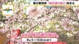 大阪の春の風物詩「桜の通り抜け」 “今年の花”は黄緑がかった花びらが珍しい「御衣黄(ぎょいこう)」 大阪・国際万博と関わり深い桜の木も|TBS NEWS DIG