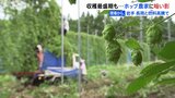 ホップ生産量1位の岩手で収穫が最盛期 燃料価格の高騰と長雨の影響も【現場から、】|TBS NEWS DIG