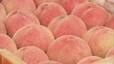 実はやや小ぶりも甘み十分　県産モモの主力品種「あかつき」出荷開始　福島・桑折町　|　福島のニュース│TUF