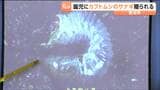 「カブトムシの“アレ”の話がおもしろかった」県立支援学校の生徒たちが園児にカブトムシのサナギをプレゼント　宮城・岩沼市|TBS NEWS DIG