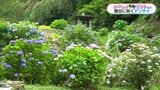 青、白、ピンク…500株以上が見ごろに 日置市日吉町・石垣棚田のアジサイ【かごしま南北600キロ】|TBS NEWS DIG