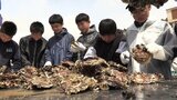 「カキを傷つけないように取るのが難しい」中学生が養殖ガキの種付け作業を体験　岩手・陸前高田市|TBS NEWS DIG