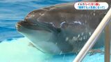 かごしま水族館のハンドウイルカ「レイ」福岡・海の中道へ「福岡でも人気者になって」|TBS NEWS DIG