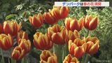 ひと足早く春満開 色鮮やかな春の花2000株 デンパークで「スプリングフラワーショー」 愛知・安城市 | 名古屋・愛知・岐阜・三重のニュース【CBC news】 | CBC web