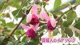 「貴婦人のイヤリング」フクシアの花が満開　えびの市の夫婦が丹精込めて自宅で栽培　|　MRTニュース ｜ ＭＲＴ宮崎放送