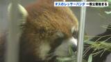 「かわいい!ぬいぐるみみたい!!」高知に来て1か月のレッサーパンダ「ユズ」一般公開始まる 高知・香南市 | 高知のニュース・天気|KUTV NEWS | KUTVテレビ高知