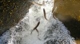 アユの遡上ピーク 例年上回る100万匹の見込み 6月1日に漁解禁 大分・大野川 | 大分のニュース|OBS NEWS|大分放送
