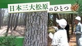 “約100万本の松”国の特別名勝「虹の松原」を守る “害虫被害のおそれ”641本 佐賀 | 福岡のニュース|RKB NEWS|RKB毎日放送