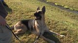 嗅覚を生かして事件の捜査や行方不明者の捜索で活躍する「嘱託警察犬」の審査会 盛岡市|TBS NEWS DIG