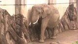 アフリカゾウの「マオ」 国内初の人工授精に挑戦 妊娠判明は3か月~半年後 盛岡市|TBS NEWS DIG