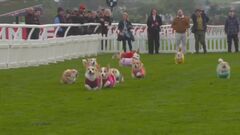 イギリスでコーギーダービー開催　優勝犬は“カモメを追いかけてトレーニング”| TBS CROSS DIG with Bloomberg
