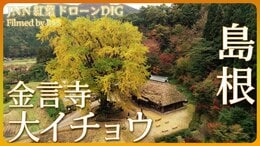 紅葉 樹齢700年超えの大イチョウ【JNN 紅葉ドローンDIG】|TBS NEWS DIG