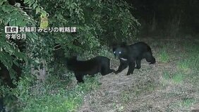 4月~10月のクマの人身被害 全国で196人 最も被害者数が多かった年度を上回るペース 環境省|TBS NEWS DIG