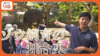 ゾウによる飼育員事故 “触れあうケア” と安全は両立する? 危機一髪の事故から考える飼育方法 札幌・円山動物園の『準間接飼育』とは | 沖縄のニュース|RBC 琉球放送