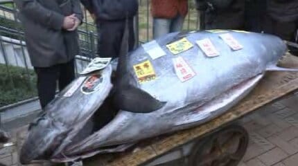 歴代の“一番マグロ”には「400kgオーバー」「億超」も！ 豊洲市場の初