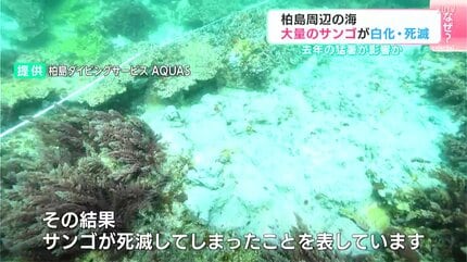 柏島周辺の海で大量のサンゴが白化・死滅 2024年の猛暑が影響か【高知