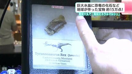 巨大水晶に恐竜の化石など地球が作った宝物が約15万点！ 高知大丸で