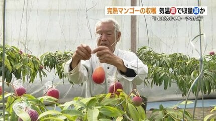 完熟マンゴーの収穫始まる 落ちないようにネットを施し 600グラム超は1