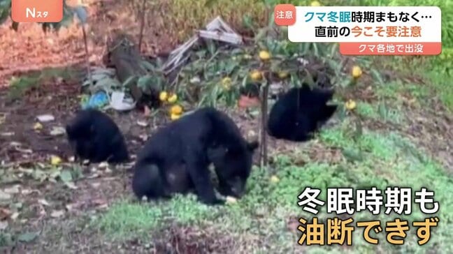 400キロ超！？箱わなを倒すクマに営業中の商業施設に侵入する個体も！今年のクマ「いつまで出没が続くか見通しが立たない」“冬眠しない”懸念も|TBS NEWS DIG
