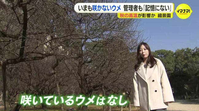 「この30年で記憶にない」1月下旬でもウメがまったく咲かず　去年秋の記録的高温が影響か　名勝・縮景園の梅林|TBS NEWS DIG