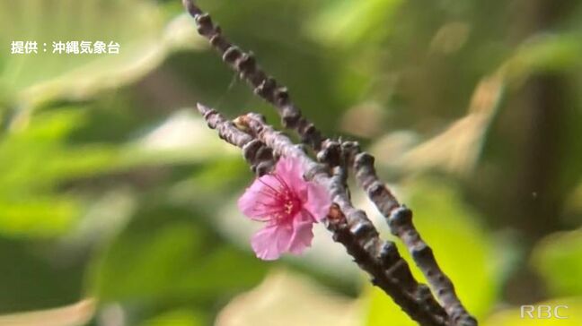 那覇で“サクラサク” 平年より早い開花(2024年)|TBS NEWS DIG