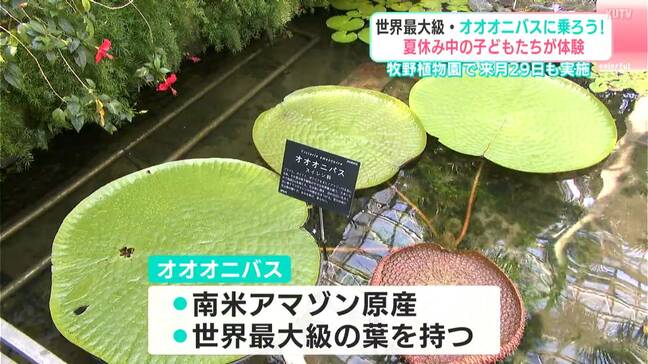 世界最大級！大きな葉の「オオオニバス」に乗る　体重15キロまでの子どもが対象で、植物の不思議な力を体感【高知】 |TBS NEWS DIG