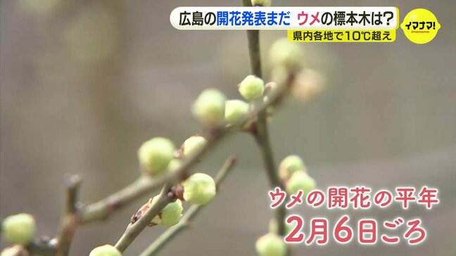 「しばらく時間がかかりそう」ウメ開花に異変？昨秋の猛暑・今季の寒波が影響か　週末の「春の陽気」に期待|TBS NEWS DIG