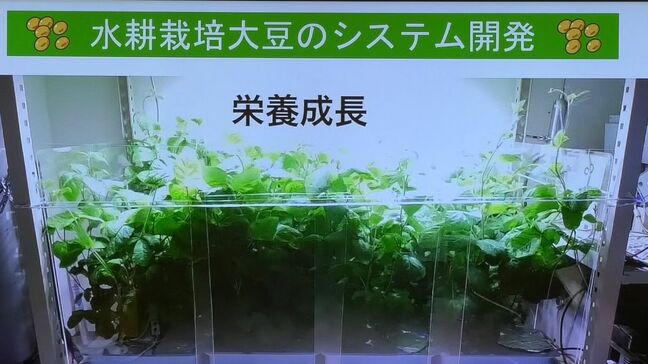 徳島文理大学がマルコメと共同で旧キャンパスに研究開発拠点　害虫の影響を受けにくい大豆の水耕栽培へ【香川】|TBS NEWS DIG
