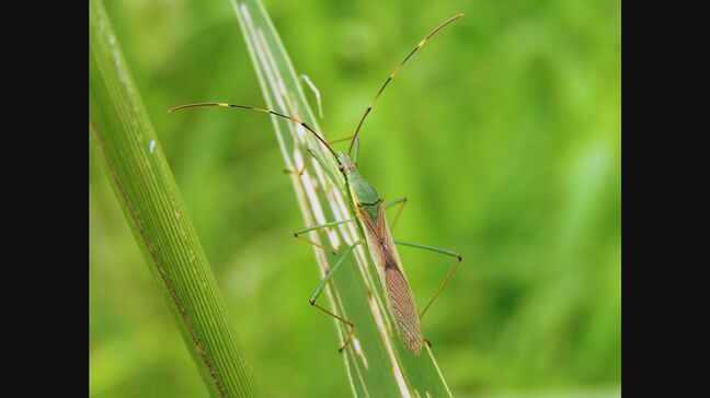 「斑点米カメムシ類」注意報発表 農家に防除対策呼びかけ 福島|TBS NEWS DIG