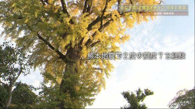 “震度7”に2度耐えて 地区を見守る「津森神宮」のイチョウ色づく　熊本県益城町【ドローン映像】|TBS NEWS DIG