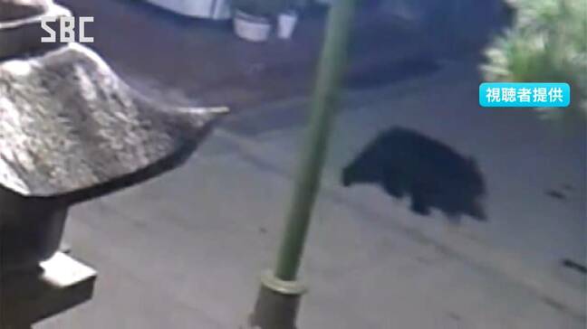 13日の朝には南東部の中学校の近くに出没「最近多すぎて怖い」3連休にかけては善光寺周辺にも 市街地で相次ぐクマの目撃 長野市|TBS NEWS DIG