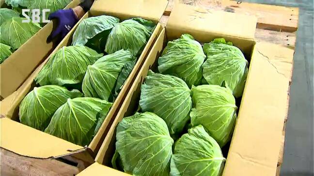 「軽井沢ブランド」を全国へ!「夏秋キャベツ」の出荷が本格化する前に査定会「品質重視でつくっているので高値で売っていきたい」長野|TBS NEWS DIG