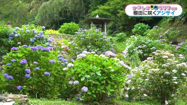 青、白、ピンク…500株以上が見ごろに　日置市日吉町・石垣棚田のアジサイ【かごしま南北600キロ】|TBS NEWS DIG