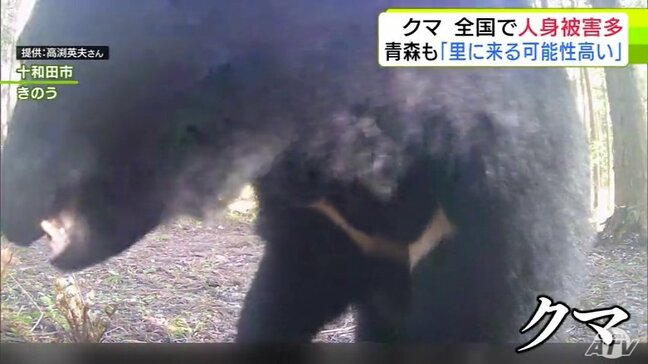 クマ「里に来る可能性が高い」専門家が警戒呼びかけ カメラがとらえた成獣とみられるクマ 2025年は母グマの栄養状態よく多くの子グマが産まれている可能性が…|TBS NEWS DIG