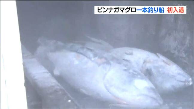 「豊漁の年」ビンナガマグロ280トン初水揚げ　刺身や缶詰に　宮城・石巻市|TBS NEWS DIG