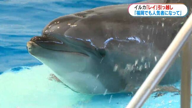 かごしま水族館のハンドウイルカ「レイ」福岡・海の中道へ「福岡でも人気者になって」|TBS NEWS DIG