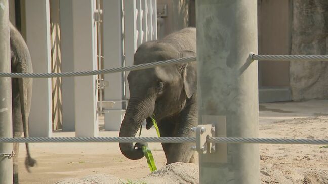 「飼育員の負担も減らしたい」高校生がゾウにエサを与える”自動給餌器”開発へ　福岡市動物園|TBS NEWS DIG