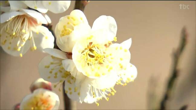 「今年はちょっと早いって、去年は3月に来たんですけど」ウメの開花進む　暖冬の影響か　仙台|TBS NEWS DIG