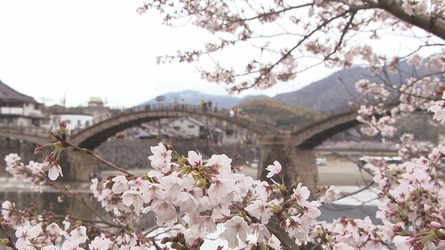 岩国城下町が桜色に染まる 国の名勝・錦帯橋と満開のサクラ 山口・岩国|TBS NEWS DIG