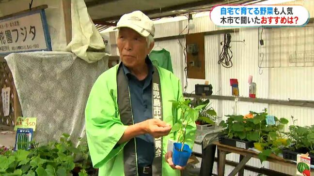 「野菜が高いから自宅で」家庭で育てやすい野菜は?今が植えるタイミング|TBS NEWS DIG
