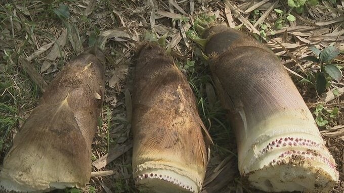 「たけのこまつり」4年ぶり開催へ　タケノコ農家の80代夫婦も心待ち　山梨・南部町　|　山梨のニュース | ＵＴＹテレビ山梨