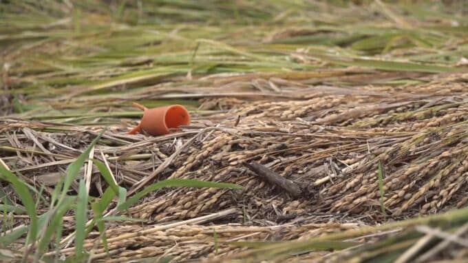 地震・豪雨被害の奥能登“営農再開は地震前の7割” 深刻化する担い手不足に石川県がマッチング支援へ|TBS NEWS DIG