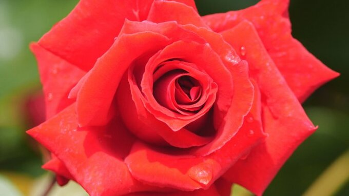 甘い香りが園内包む　1200種類の世界のバラが見頃　山梨・ハイジの村|TBS NEWS DIG